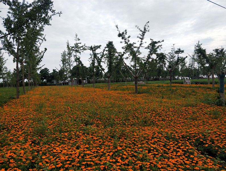 汉皇树葬墓园中的树木崇拜与树葬文化